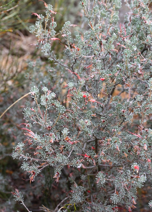 Western Australian Plants Proteaceae